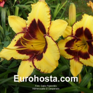 Hemerocallis El Desperado - Eurohosta