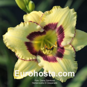 Hemerocallis El Desperado