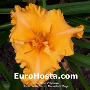 Hemerocallis Electric Marmalade Magic