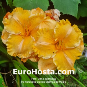 Hemerocallis Electric Marmalade Magic