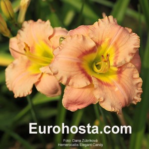 Hemerocallis Elegant Candy - Eurohosta