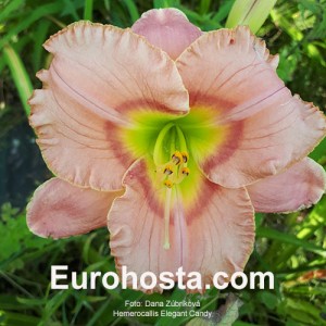 Hemerocallis Elegant Candy - Eurohosta