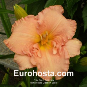 Hemerocallis Elisabeth Salter - Eurohosta