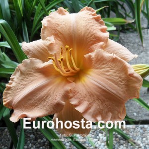 Hemerocallis Elisabeth Salter - Eurohosta