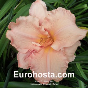 Hemerocallis Elisabeth Salter - Eurohosta