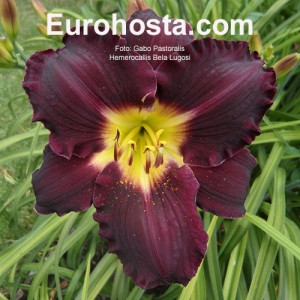 Hemerocallis Bela Lugosi - Eurohosta