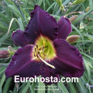 Hemerocallis Bela Lugosi - Eurohosta