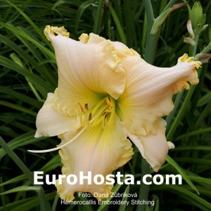 Hemerocallis Embroidery Stitching - Eurohosta