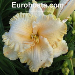 Hemerocallis Enchanted Forest - Eurohosta