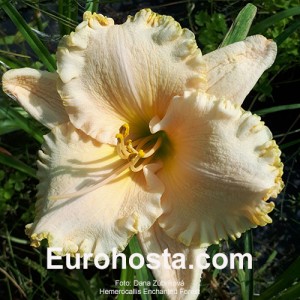 Hemerocallis Enchanted Forest - Eurohosta