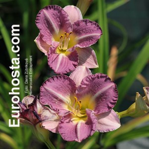 Hemerocallis Entrapment - Eurohosta