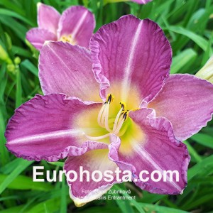 Hemerocallis Entrapment - Eurohosta