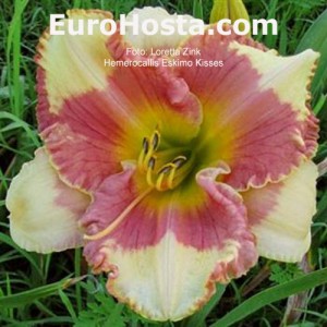 Hemerocallis Eskimo Kisses