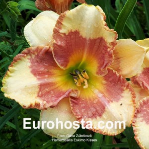 Hemerocallis Eskimo Kisses