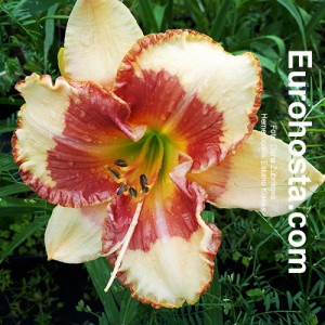 Hemerocallis Eskimo Kisses