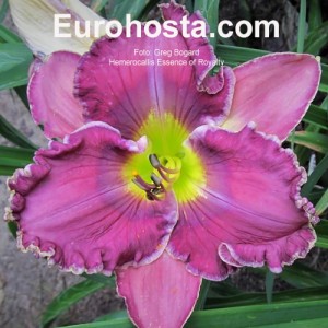 Hemerocallis Essence of Royalty