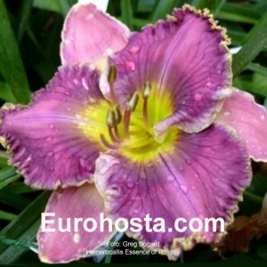 Hemerocallis Essence of Royalty