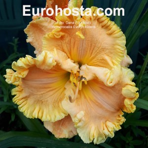 Hemerocallis Evelyn Kloeris - Eurohosta