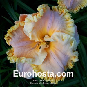 Hemerocallis Evelyn Kloeris - Eurohosta