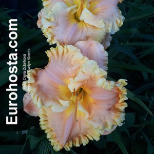 Hemerocallis Evelyn Kloeris - Eurohosta