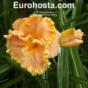 Hemerocallis Evelyn Kloeris - Eurohosta