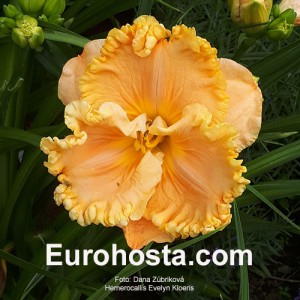 Hemerocallis Evelyn Kloeris - Eurohosta