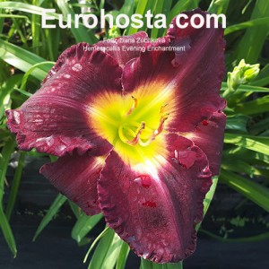 Hemerocallis Evening Enchantment