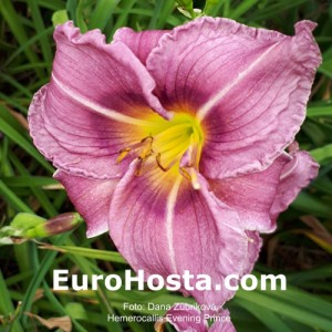 Hemerocallis Evening Prince - Eurohosta