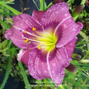 Hemerocallis Evening Prince - Eurohosta