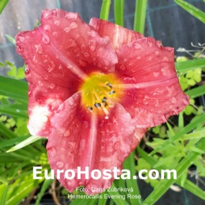 Hemerocallis Evening Rose - Eurohosta