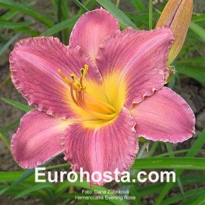 Hemerocallis Evening Rose - Eurohosta