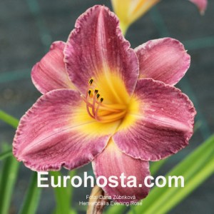 Hemerocallis Evening Rose - Eurohosta