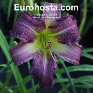 Hemerocallis Evening Sea