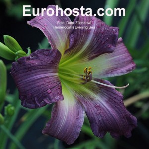 Hemerocallis Evening Sea