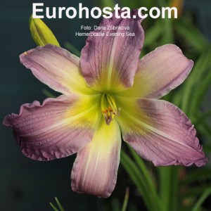 Hemerocallis Evening Sea