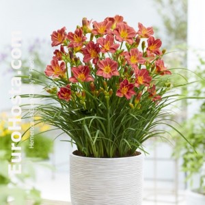 Hemerocallis EveryDaylily™ Red