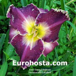 Hemerocallis Excellent