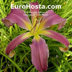 Hemerocallis Exotic Spider