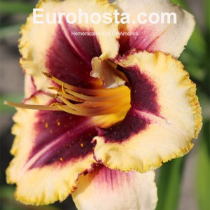 HemHerocallis Eye On America - Eurohosta