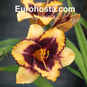 Hemerocallis Eye On America - Eurohosta