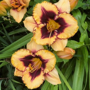 Hemerocallis Eye On America - Eurohosta