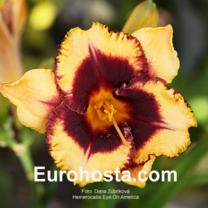 Hemerocallis Eye On America - Eurohosta