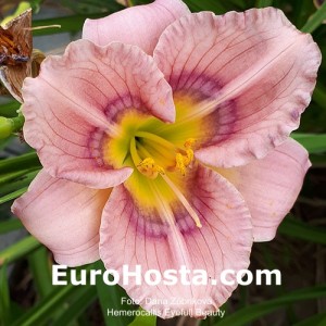 Hemerocallis Eyefull Beauty - Eurohosta