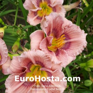 Hemerocallis Eyefull Beauty - Eurohosta