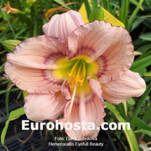 Hemerocallis Eyefull Beauty