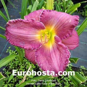 Hemerocallis Face of the Stars