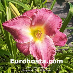 Hemerocallis Face of the Stars