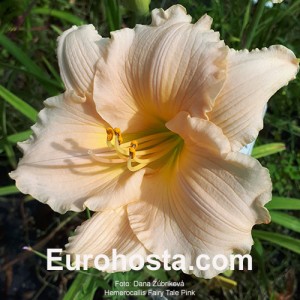 Hemerocallis Fairy Tale Pink - Eurohosta