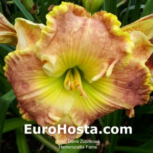 Hemerocallis Fame