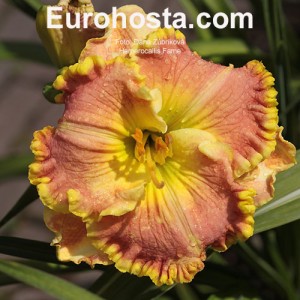 Hemerocallis Fame